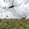 Locust entered into Telangana