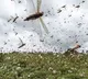 Locust entered into Telangana