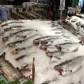 Life time of corona virus on Salmon fishes