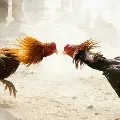 Cock Fightings Amid Police Rules in AP