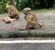 Monkey wears a towel like a mask