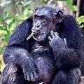 Chimponje Suji Died in Hyderabad Zoo