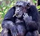 Chimponje Suji Died in Hyderabad Zoo