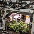 White Carrot Crop in Space Station
