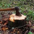 Huge fine for Hyderabad man who cut down age old tree