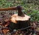 Huge fine for Hyderabad man who cut down age old tree