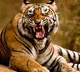 Adivasis doubts forest officials on tiger matter