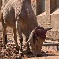 couple looking after cow as their daughter
