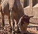 couple looking after cow as their daughter