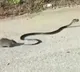 Rat fights with snake for mouse