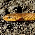 Huge sanke found in Kotagulla ganpeswaralayam