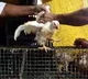 Centre says Bird Flu spreads to six states till now