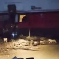 Woman delivers baby in ambulance surrounded by lions in Gujarat