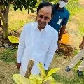 KCR planted Rudraksha sapling