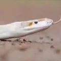 Extremely rare white albino python found in Karnataka