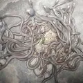 Large number of snakes was captured in a house