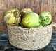Indonesian colleges decides to take coconuts as fees from students amidst corona pandemic