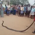 King Cobra wraps up a bike in Srikakulam districts