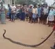 King Cobra wraps up a bike in Srikakulam districts