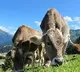 Coffee Estate manager killed 20 cows with Banana