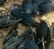 Huge number of crows dies in Madhya Pradesh