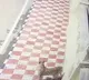 Leopard spotted at museum in Tirumala shrine