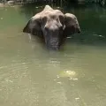 Three suspects arrested in Elephant killing case