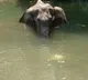 Three suspects arrested in Elephant killing case