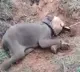 Tamil Nadu A 12 year old male elephant died