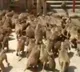 Minister Indrakaran Reddy inaugurates Monkey rehabilitation facility in Nirmal