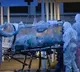 Coronavirus losing potency becoming less lethal