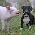 In AP license is compulsory for dogs and pigs
