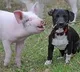 In AP license is compulsory for dogs and pigs