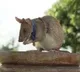 Rat That Sniffs Out Land Mines Receives Award for Bravery