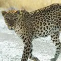 Leopard attacked a person in Tirupati