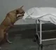 dog tries to eat deadbody