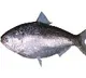 Huge Rate for Pulasa Fish