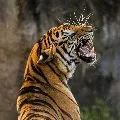 man died in tiger attack in kumaram bheem dist