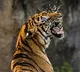 man died in tiger attack in kumaram bheem dist