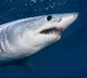 Need to Slaughter 5 Lakh Sharks for Corona Vaccine