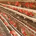 Bird flu scare Telangana poultry suffers Rs 200 crore loss