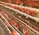 Bird flu scare Telangana poultry suffers Rs 200 crore loss