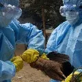 Bird flu symptoms in crows owls and pigeons says Center