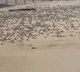 Turtle Tsunami in Brazil