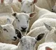 400 Sheeps Sacrifies to Remove Corona in Jarkhand