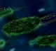 Farida tampal says more viruses ready to occupy
