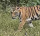 Tiger on Shamshabad Airport Runway