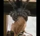 Giant spider eating a bird as video went viral