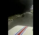Bear entered into Tirumala outer ring road