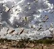 Madhya Pradesh Swarms of locusts being scared away by the district administration in Panna